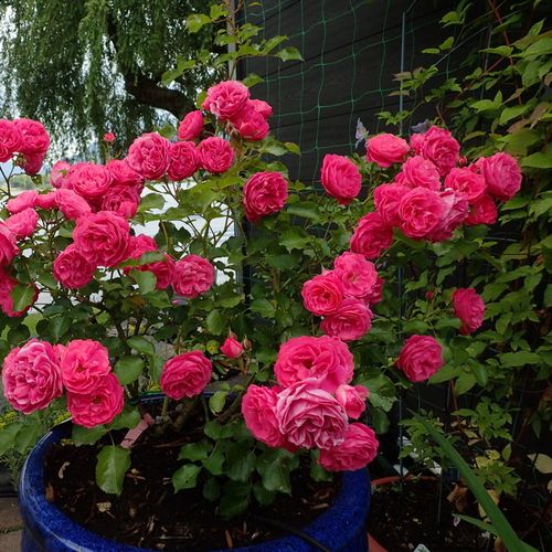 Rosa - Árbol de Rosas Floribunda - rosal de pie alto- forma de corona tupida